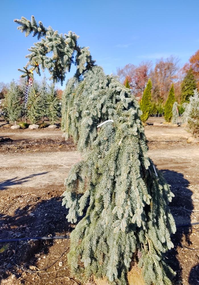 Picea Pungens 'the Blues' - View 16 from www redcrocus com