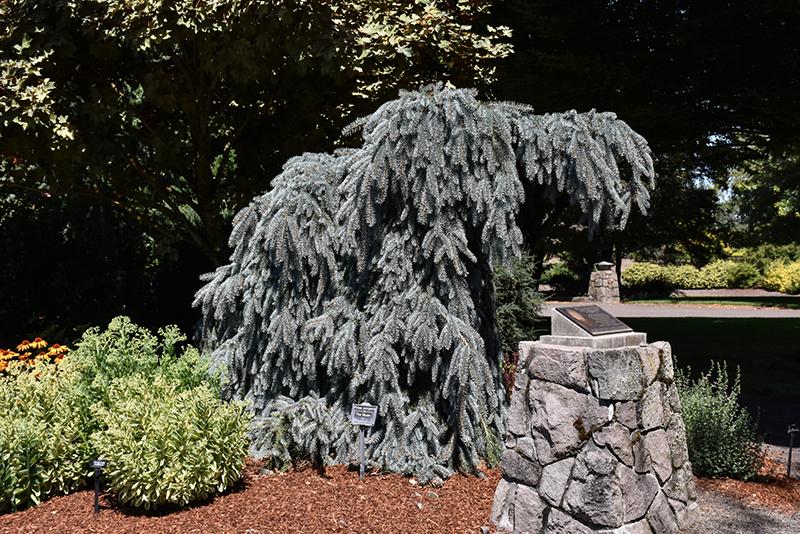 Picea Pungens 'the Blues' - View 17 from www redcrocus com