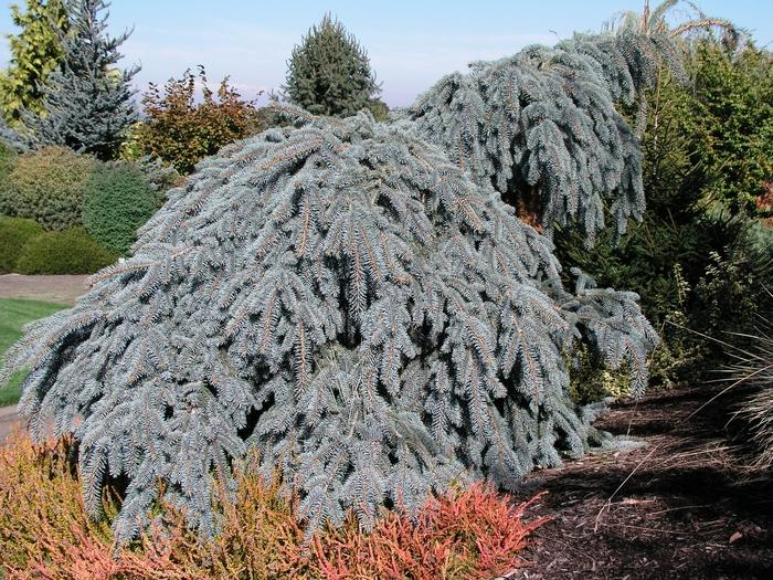 Picea Pungens 'the Blues' - View 21 from www redcrocus com