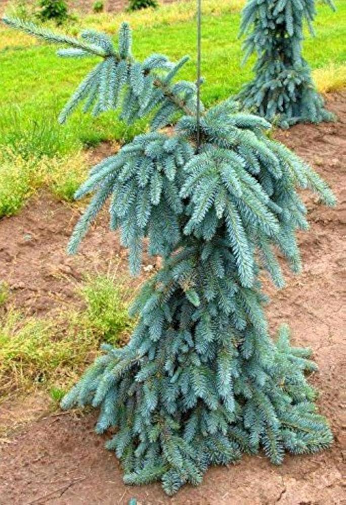 Picea Pungens 'the Blues' - View 22 from www redcrocus com