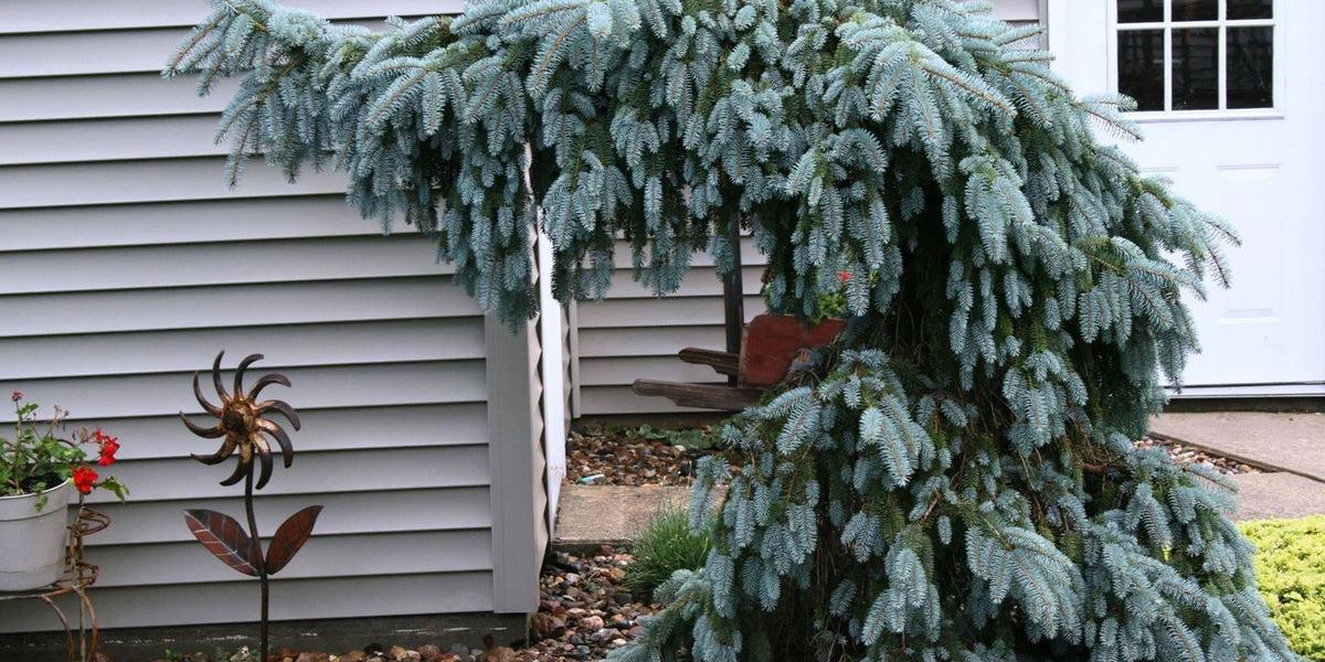 Picea Pungens 'the Blues' - View 28 from www redcrocus com