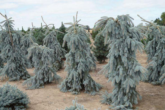 Picea Pungens 'the Blues' - View 31 from www redcrocus com