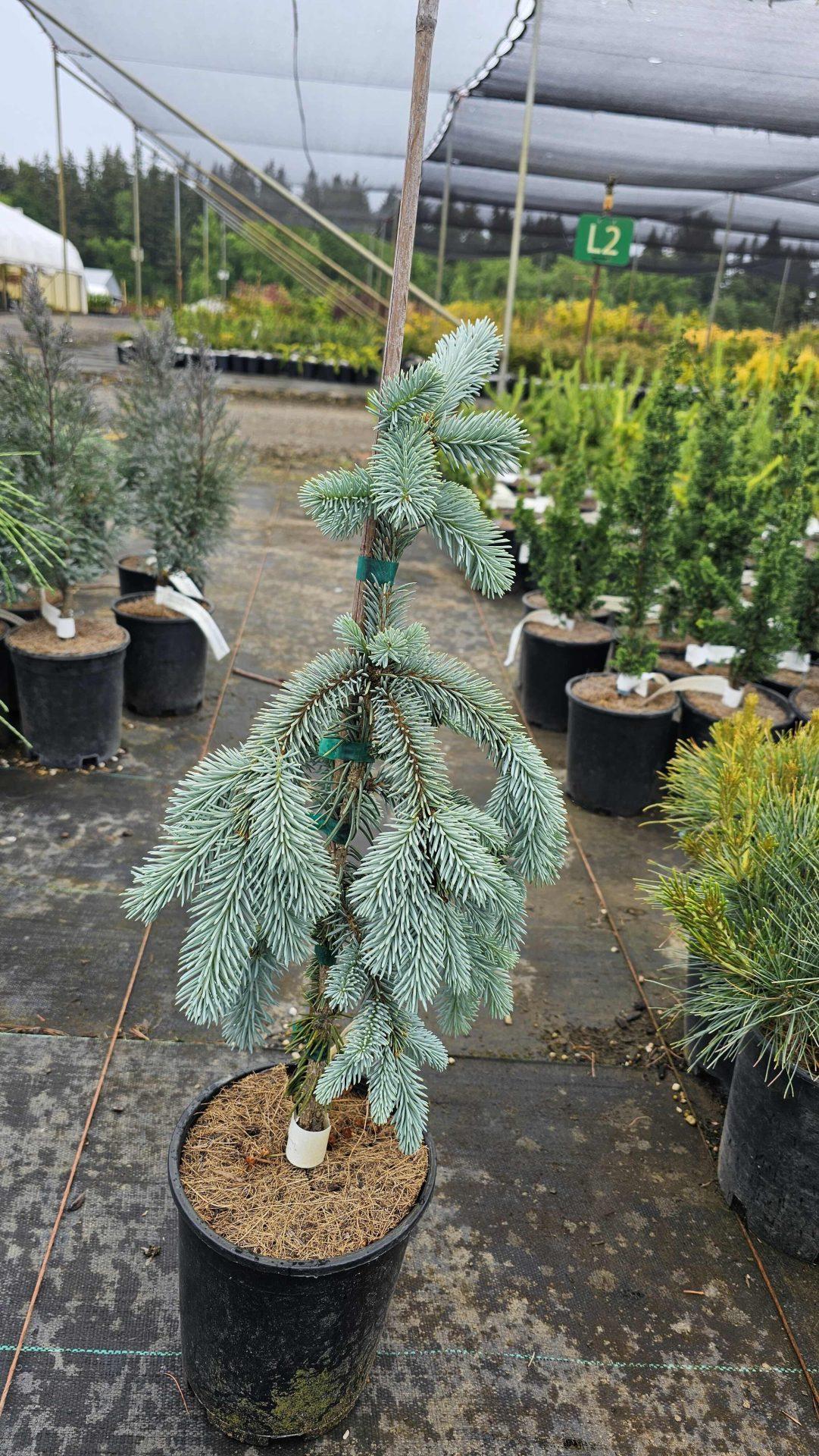 Picea Pungens 'the Blues' - View 38 from www redcrocus com