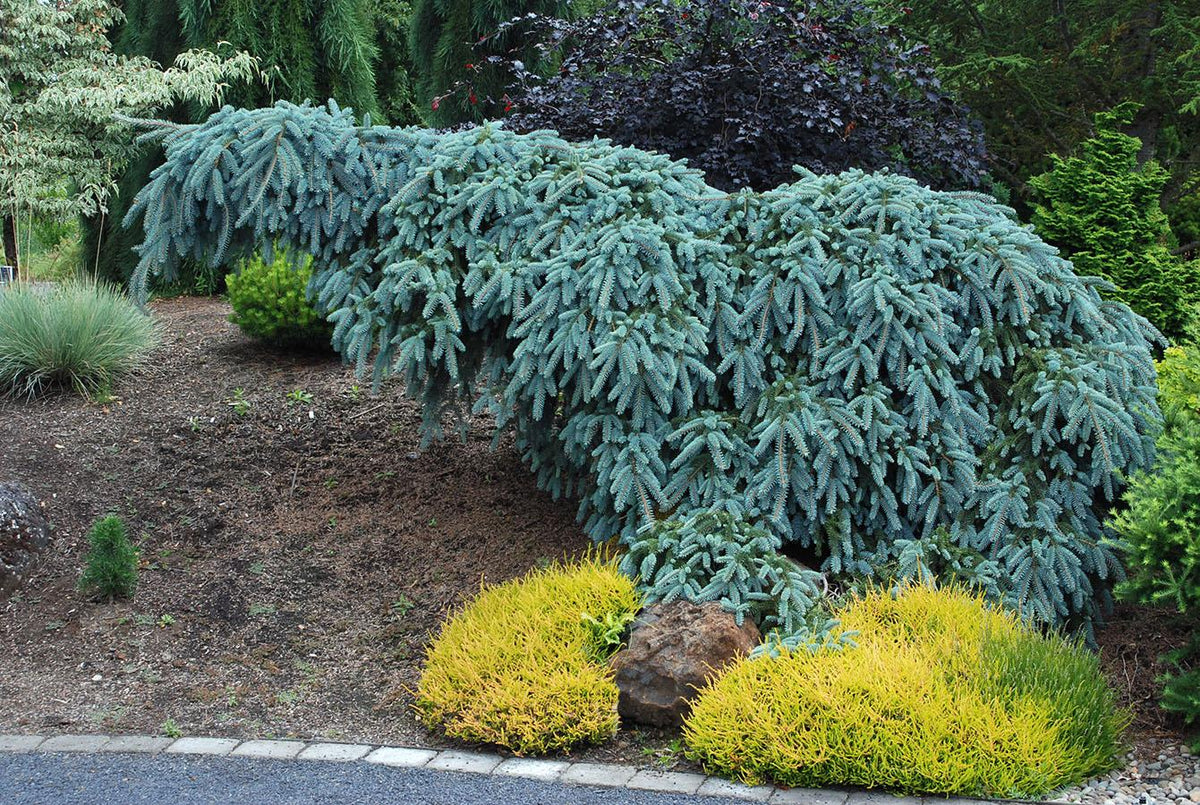 Picea Pungens 'the Blues' - View 4 from www redcrocus com