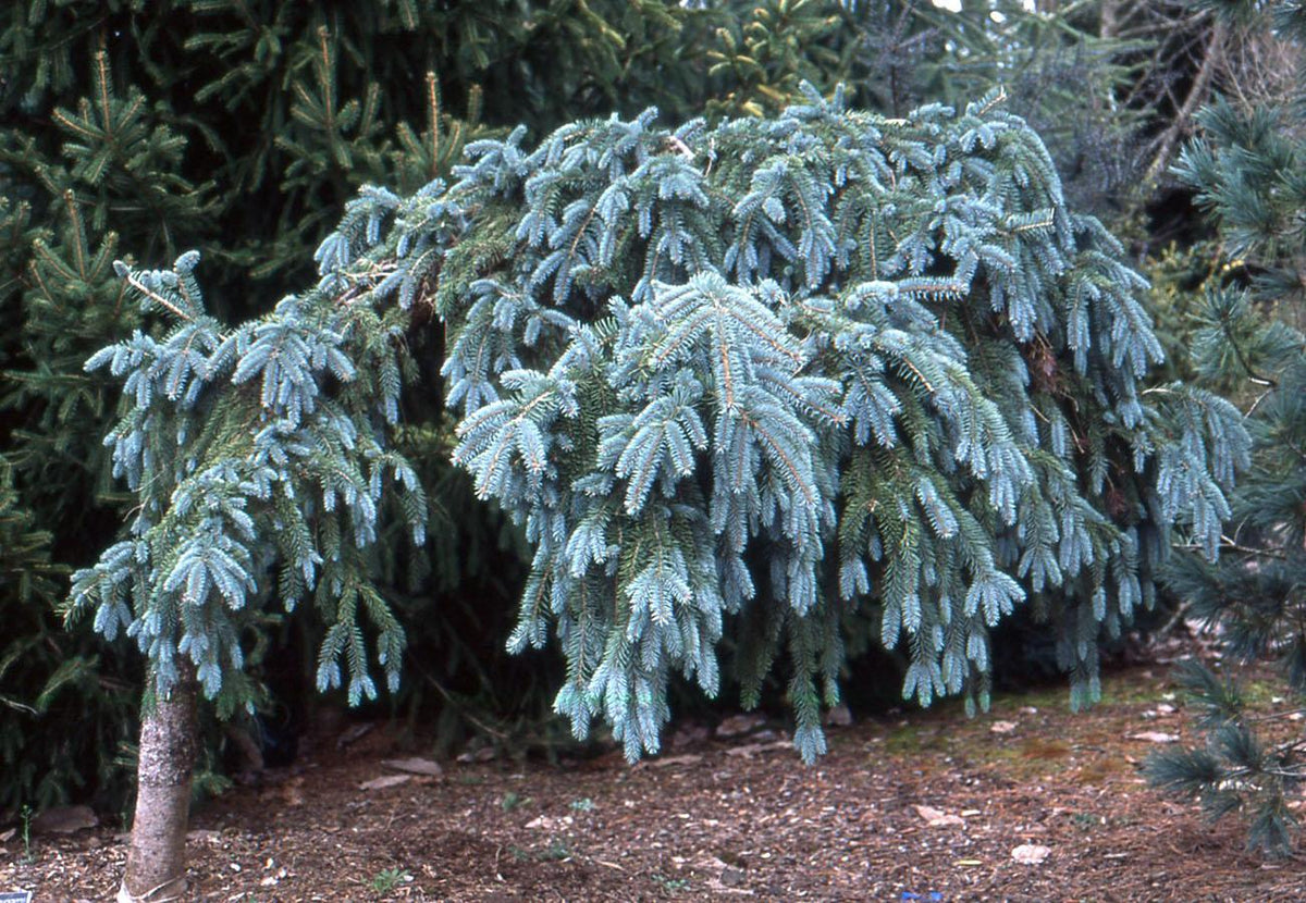 Picea Pungens 'the Blues' - View 6 from www redcrocus com