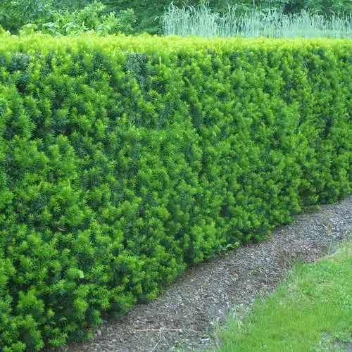 Taxus Media Hicksii Hedge Form (instant Hedge) - View 14 from www redcrocus com