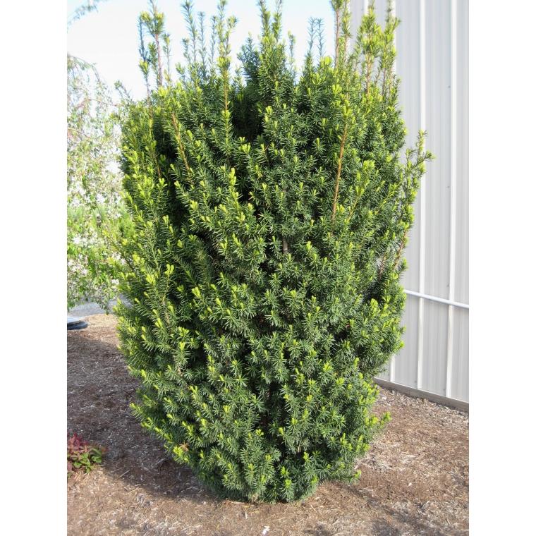 Taxus Media Hicksii Hedge Form (instant Hedge) - View 17 from www redcrocus com