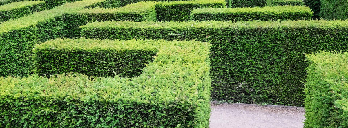 Taxus Media Hicksii Hedge Form (instant Hedge) - View 18 from www redcrocus com