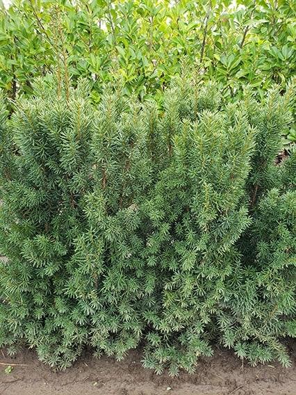 Taxus Media Hicksii Hedge Form (instant Hedge) - View 1 from www redcrocus com