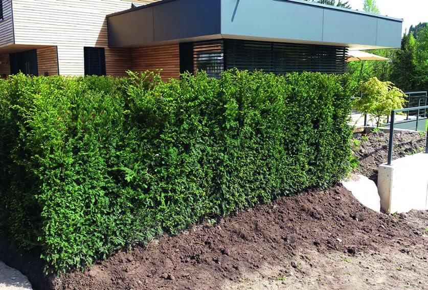 Taxus Media Hicksii Hedge Form (instant Hedge) - View 3 from www redcrocus com