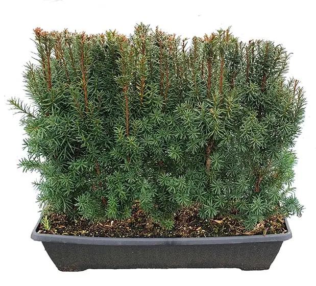 Taxus Media Hicksii Hedge Form (instant Hedge) - View 8 from www redcrocus com