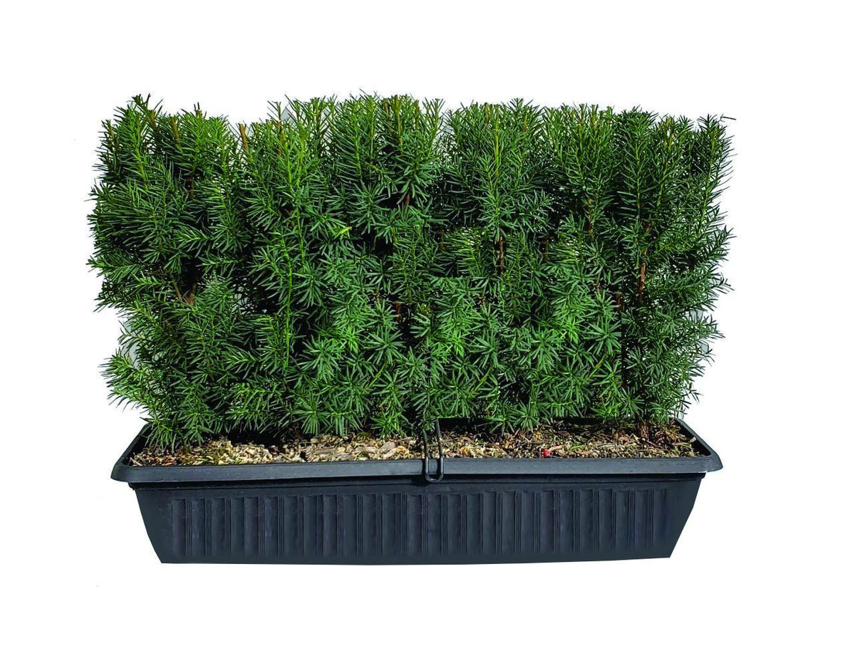 Taxus Media 'hicksii' Hedge Form (instant Hedge) - View 10 from www redcrocus com