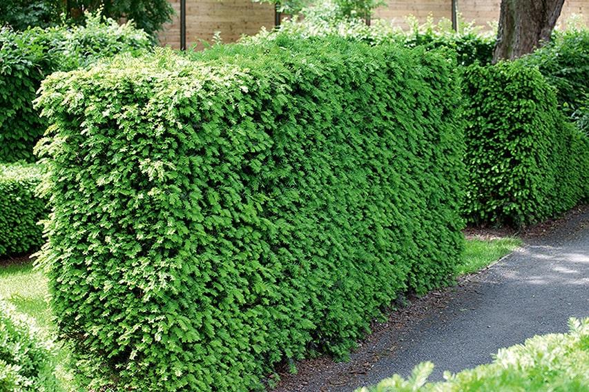 Taxus Media 'hicksii' Hedge Form (instant Hedge) - View 11 from www redcrocus com