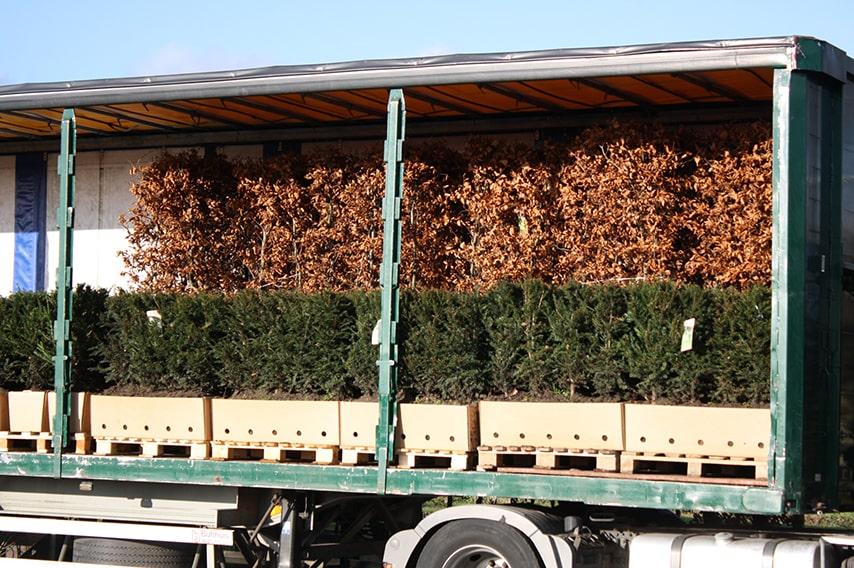 Taxus Media 'hicksii' Hedge Form (instant Hedge) - View 14 from www redcrocus com