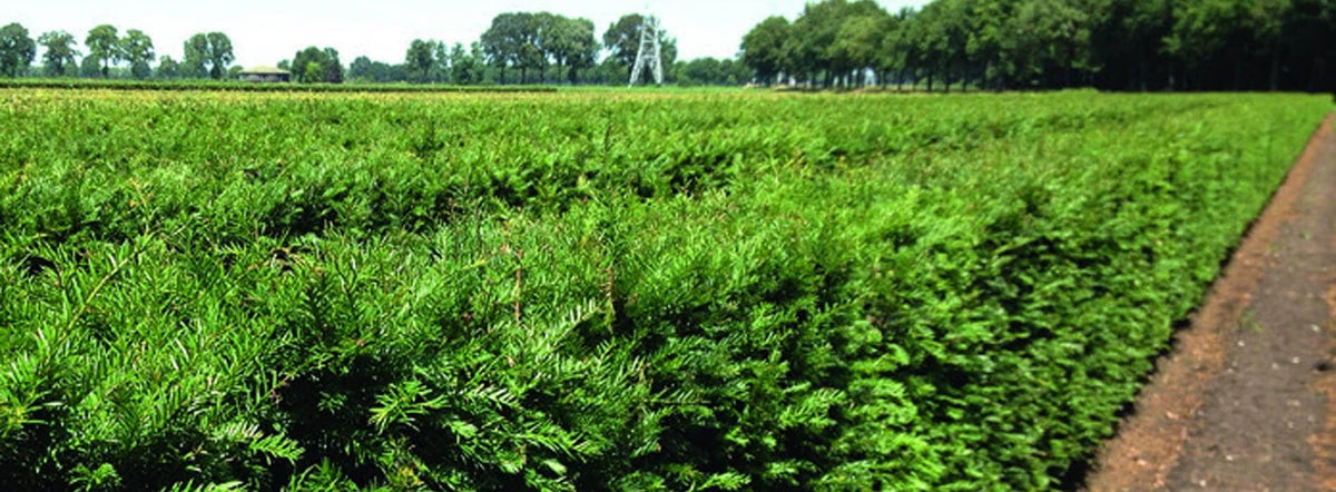 Taxus Media 'hicksii' Hedge Form (instant Hedge) - View 15 from www redcrocus com