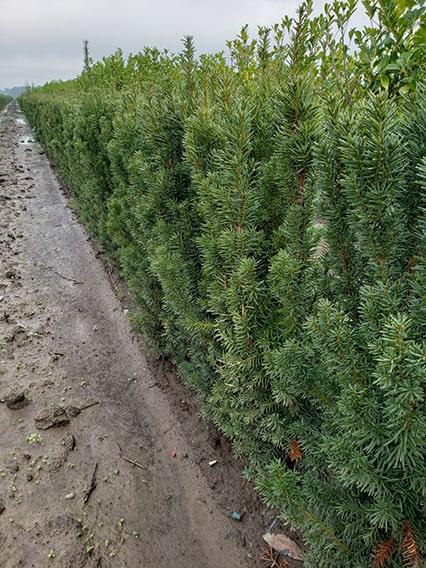 Taxus Media 'hicksii' Hedge Form (instant Hedge) - View 16 from www redcrocus com