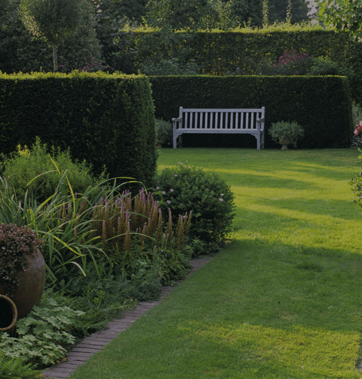 Taxus Media 'hicksii' Hedge Form (instant Hedge) - View 3 from www redcrocus com