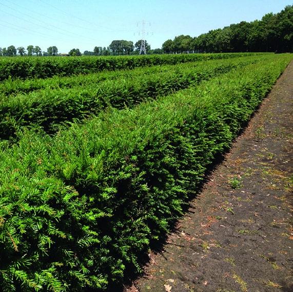 Taxus Media 'hicksii' Hedge Form (instant Hedge) - View 4 from www redcrocus com
