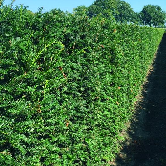 Taxus Media 'hicksii' Hedge Form (instant Hedge) - View 5 from www redcrocus com