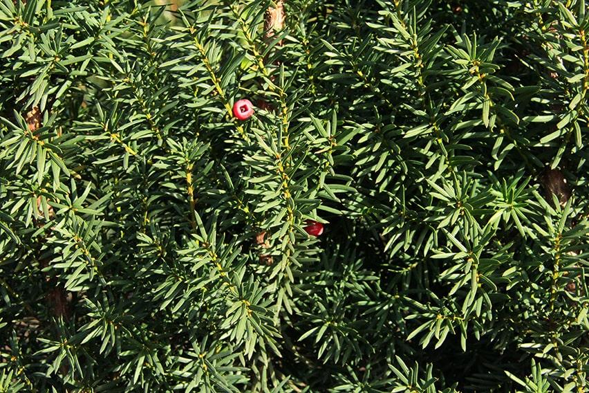 Taxus Media 'hicksii' Hedge Form (instant Hedge) - View 7 from www redcrocus com