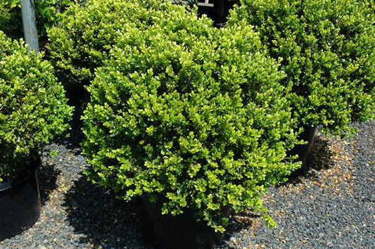 Buxus Microphylla 'green Beauty' - View 10 from www redcrocus com