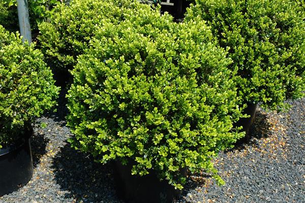 Buxus Microphylla 'green Beauty' - View 10 from www redcrocus com