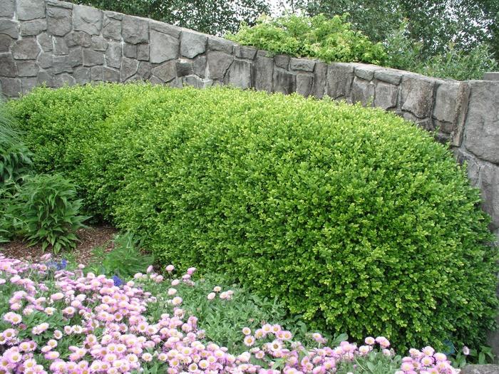 Buxus Microphylla 'green Beauty' - View 13 from www redcrocus com