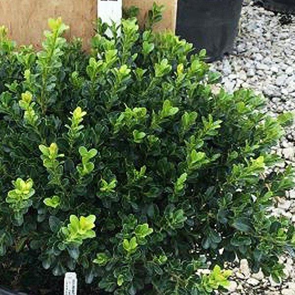 Buxus Microphylla 'green Beauty' - View 18 from www redcrocus com