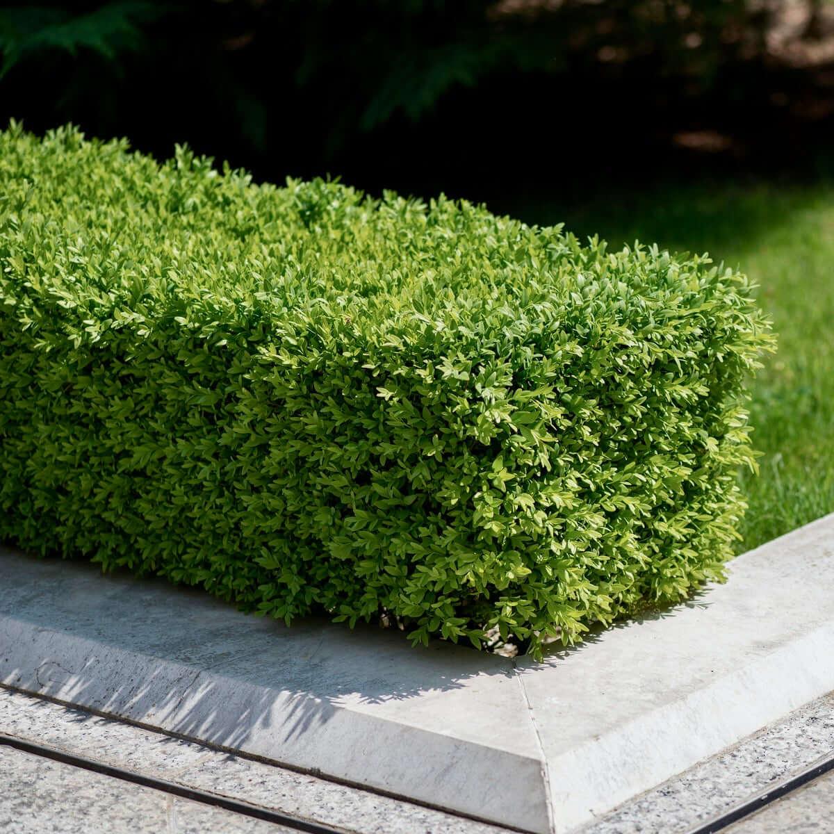 Buxus Microphylla 'green Beauty' - View 1 from www redcrocus com