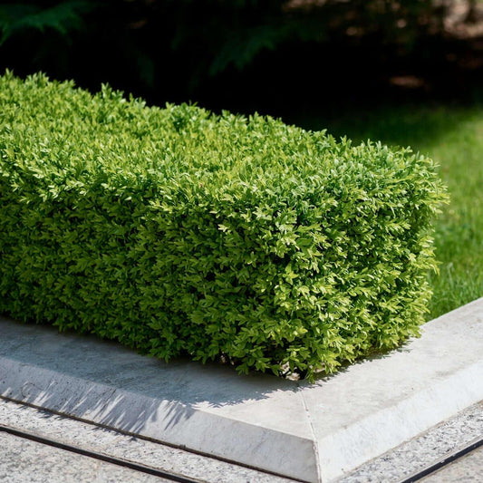 Buxus Microphylla 'green Beauty' - View 1 from www redcrocus com