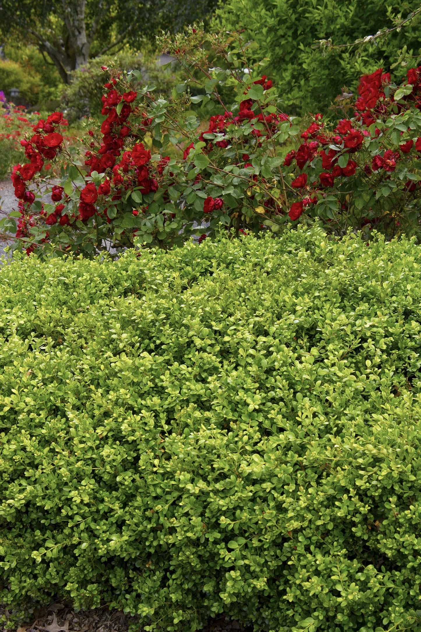 Buxus Microphylla 'green Beauty' - View 3 from www redcrocus com