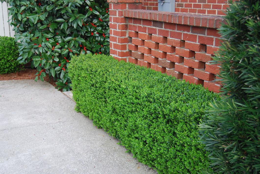 Buxus Microphylla 'green Beauty' - View 4 from www redcrocus com