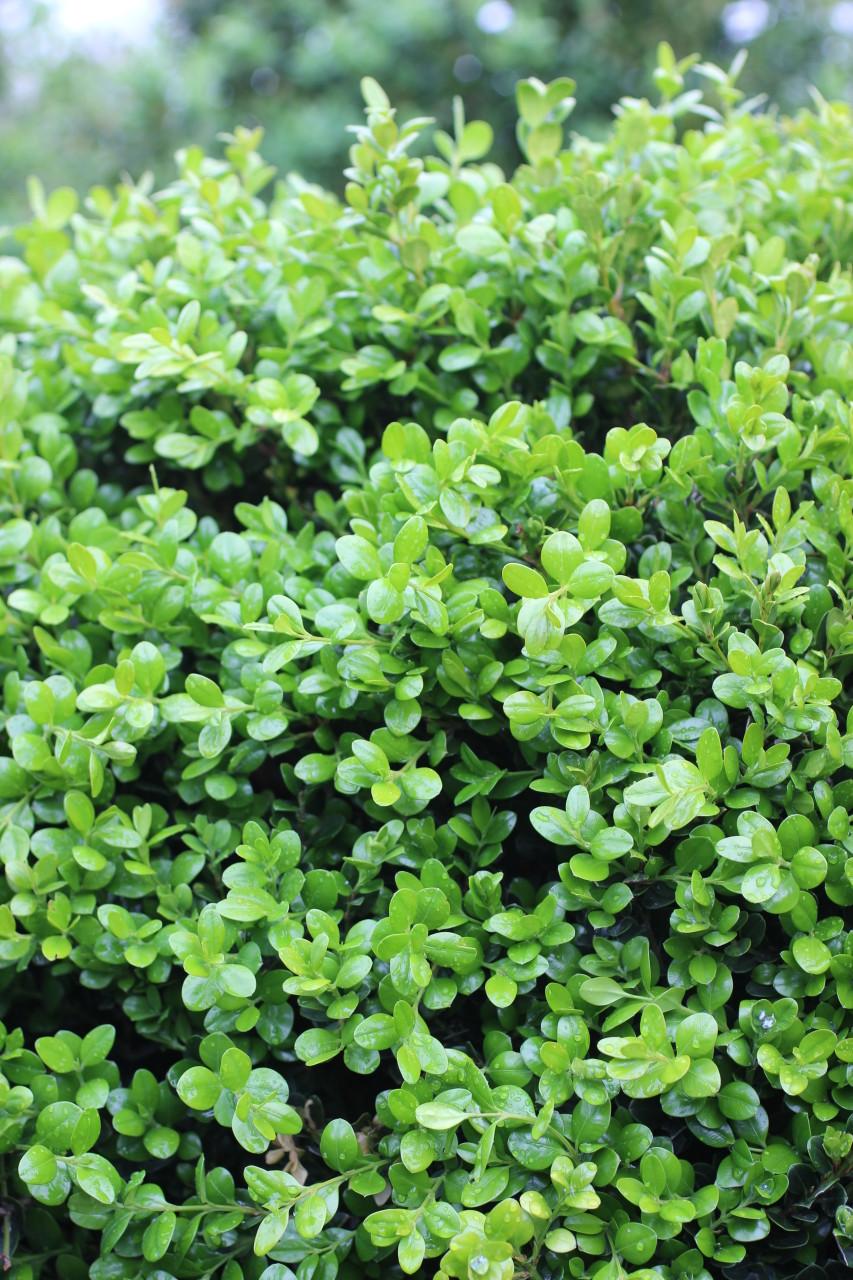 Buxus Microphylla 'green Beauty' - View 5 from www redcrocus com