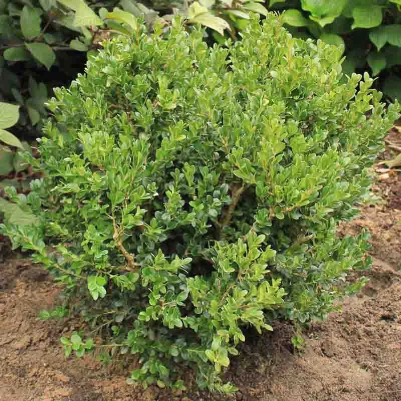Buxus Microphylla 'green Beauty' - View 6 from www redcrocus com