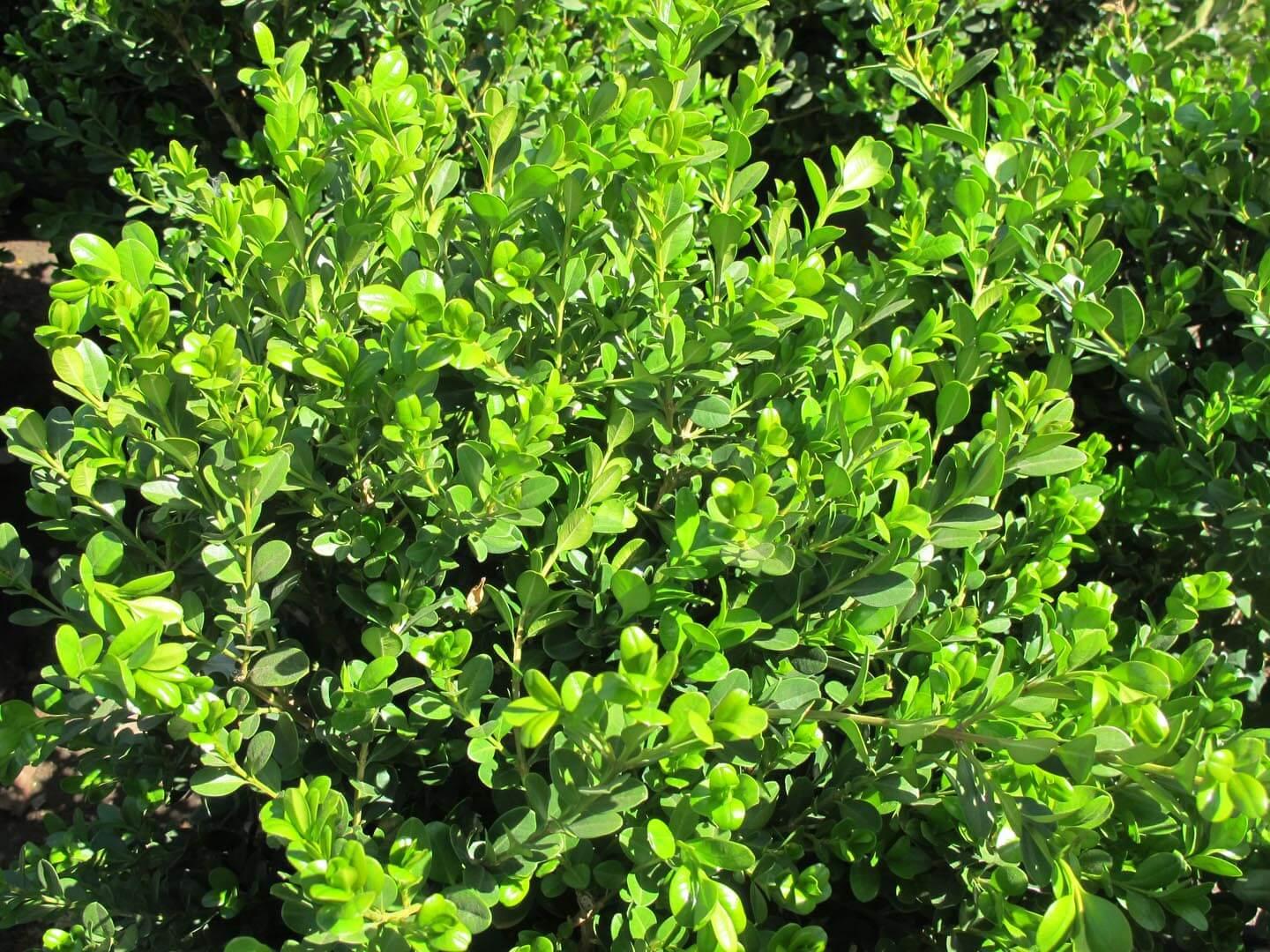 Buxus Microphylla 'green Beauty' - View 8 from www redcrocus com