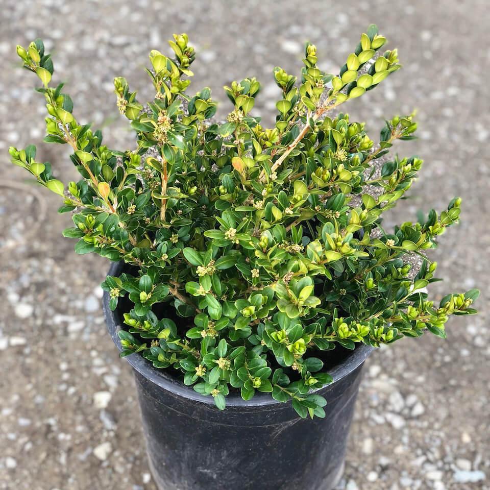 Buxus Microphylla 'green Beauty' - View 9 from www redcrocus com