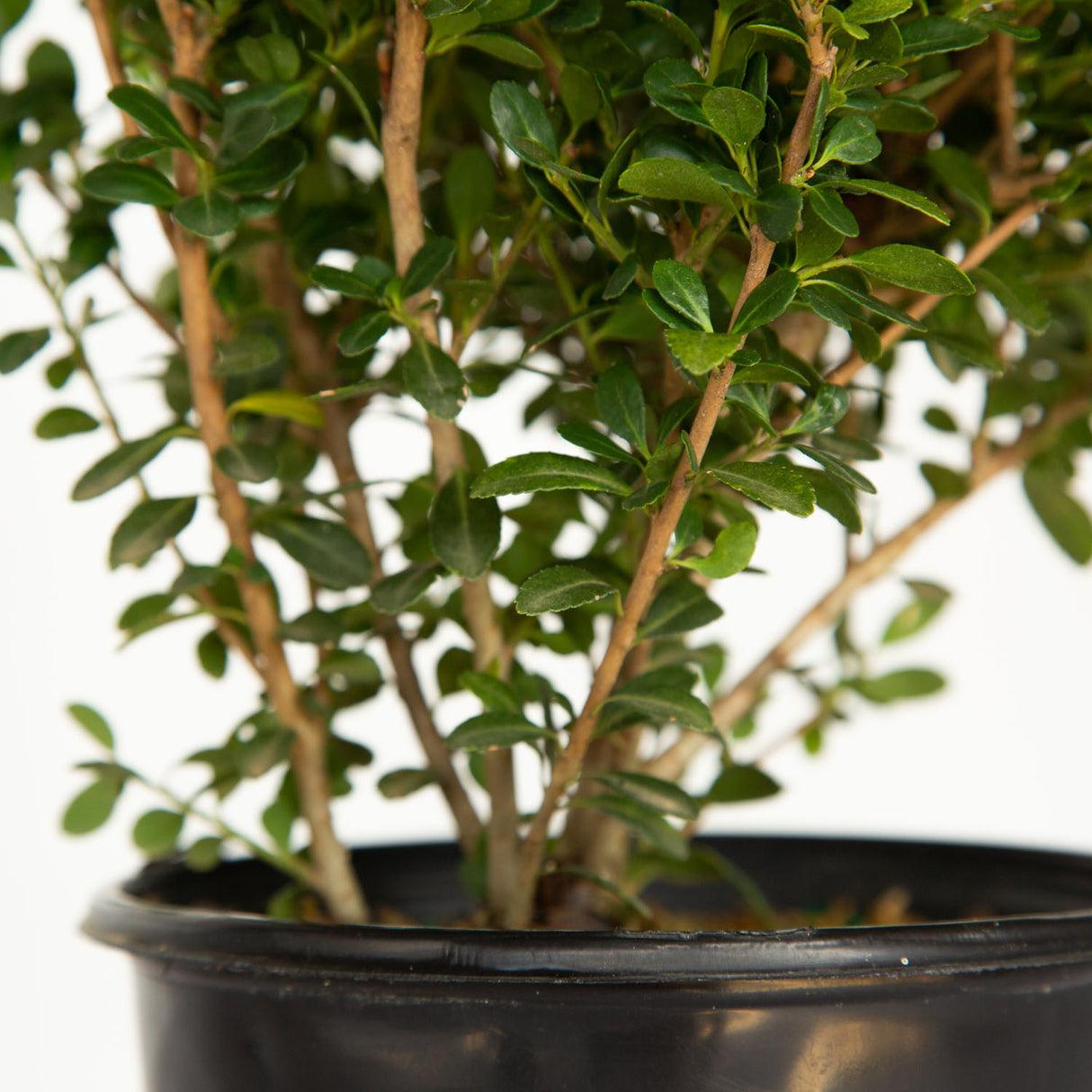 Ilex Crenata 'compact Bennett's' - View 15 from www redcrocus com
