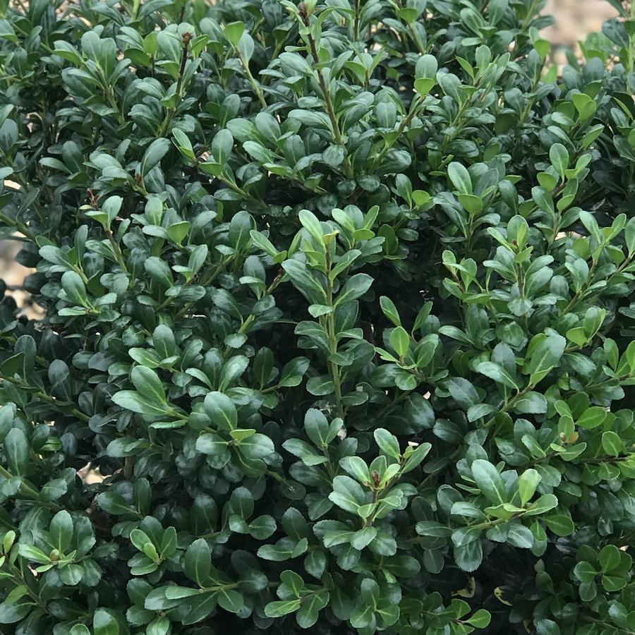 Ilex Crenata 'compact Bennett's' - View 1 from www redcrocus com