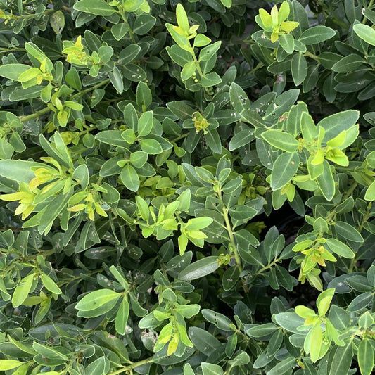 Ilex Crenata 'compact Bennett's' - View 20 from www redcrocus com
