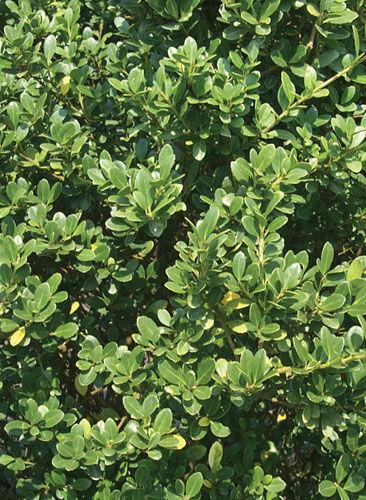 Ilex Crenata 'compact Bennett's' - View 3 from www redcrocus com
