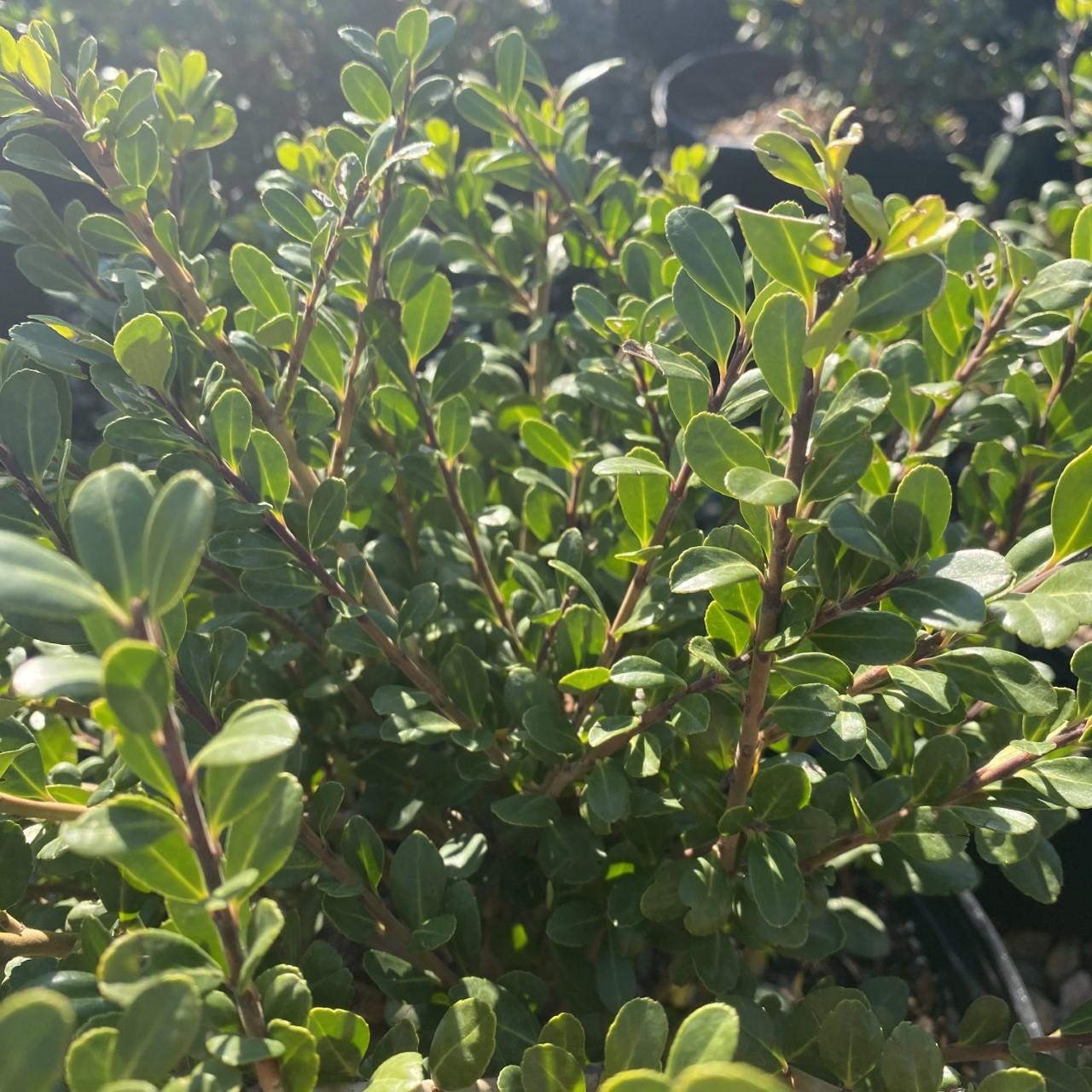Ilex Crenata 'compact Bennett's' - View 6 from www redcrocus com