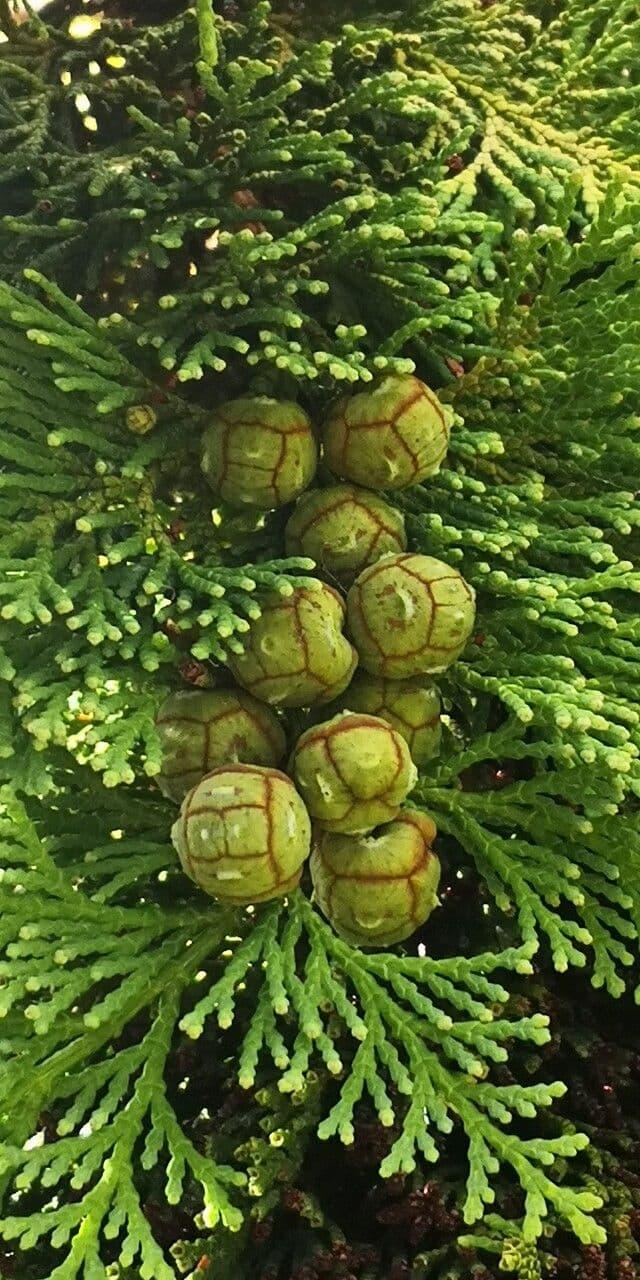 Chamaecyparis Obtusa 'magnifica' - View 7 from www redcrocus com