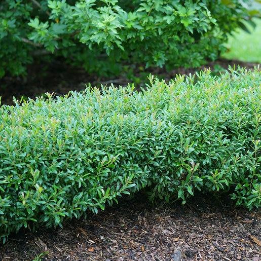 Ilex Glabra Gem Box - View 8 from www redcrocus com