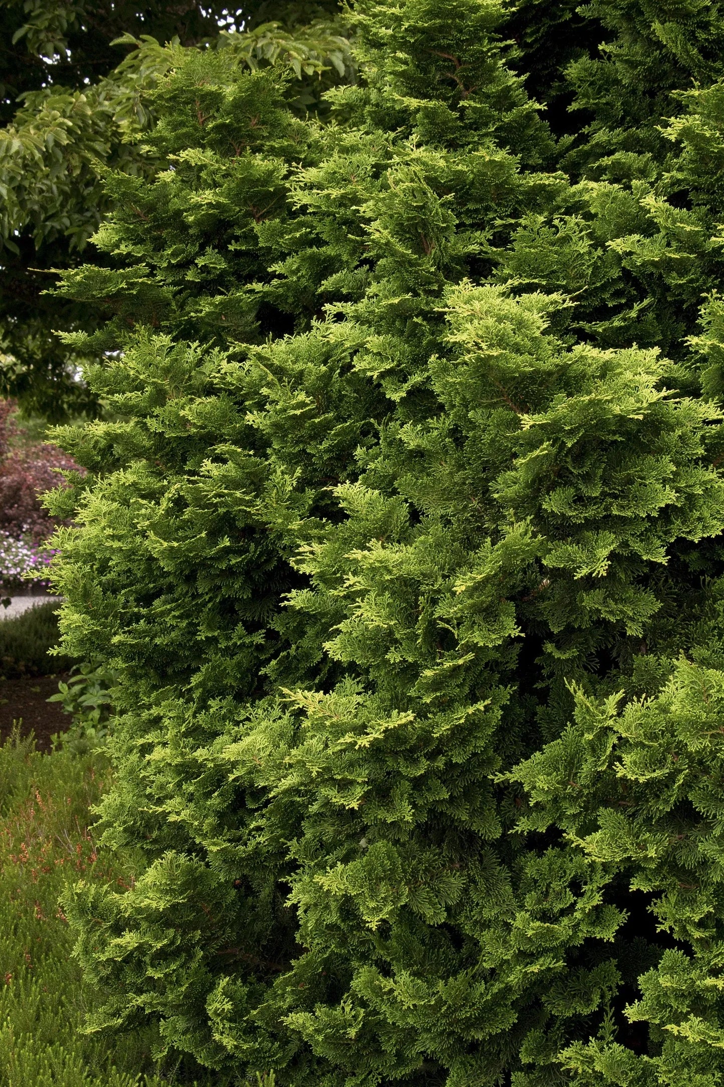 Chamaecyparis Obtusa 'tempelhof' - View 7 from www redcrocus com