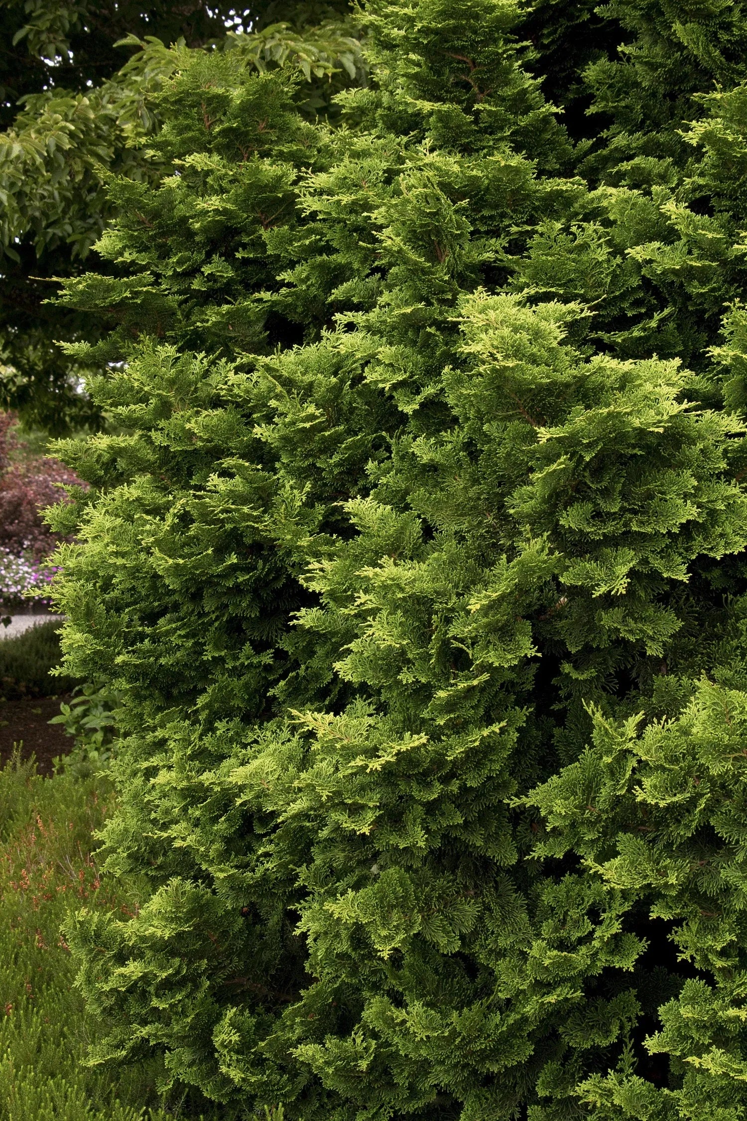 Chamaecyparis Obtusa 'tempelhof' - View 7 from www redcrocus com