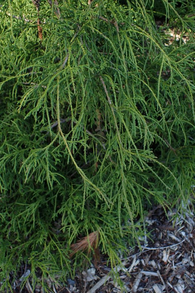 Chamaecyparis Pisifera Filifera - View 14 from www redcrocus com