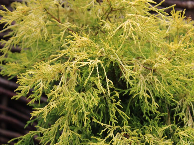 Chamaecyparis Pisifera Filifera - View 19 from www redcrocus com