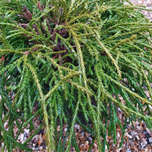 Chamaecyparis Pisifera Filifera - View 1 from www redcrocus com