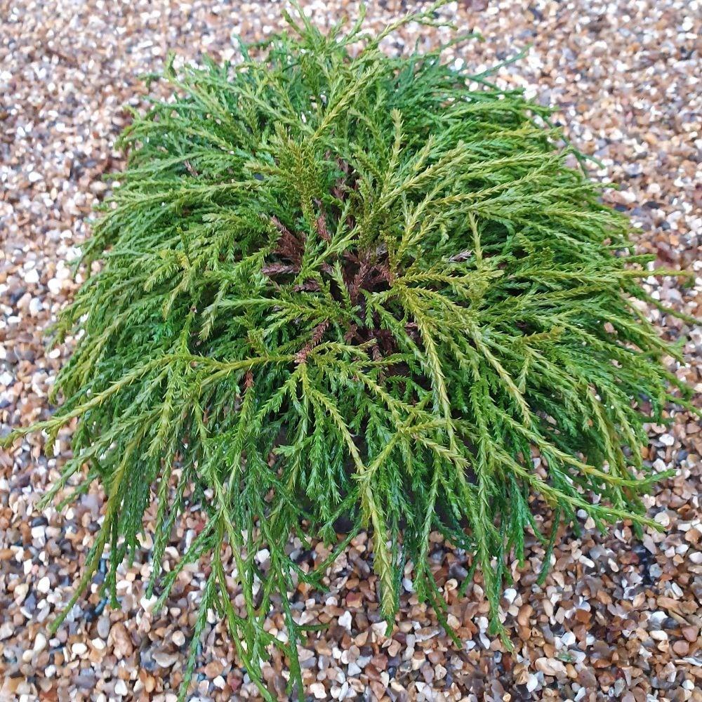 Chamaecyparis Pisifera Filifera - View 4 from www redcrocus com