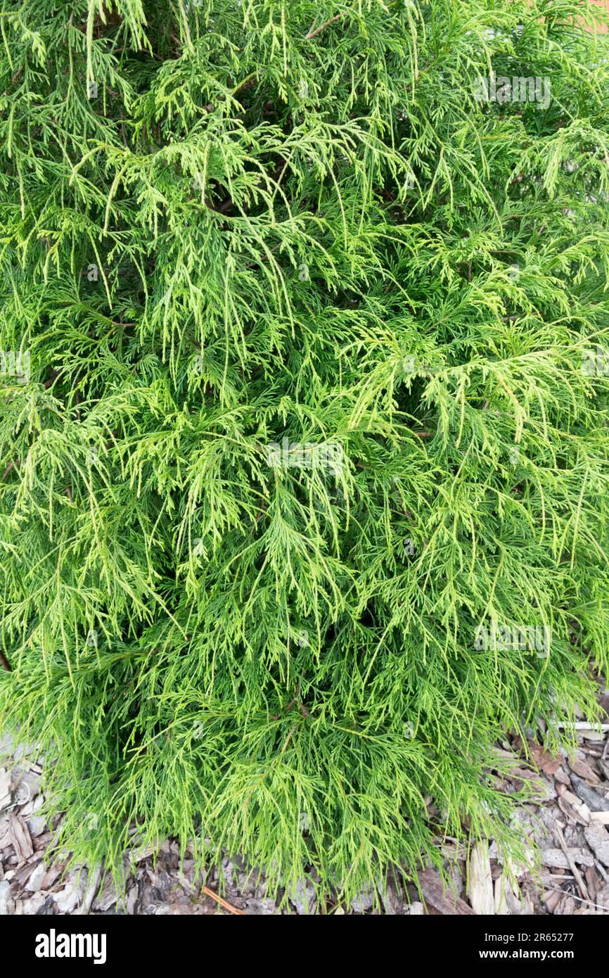Chamaecyparis Pisifera Filifera - View 6 from www redcrocus com